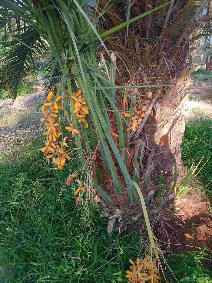 نخل اللبيع 5