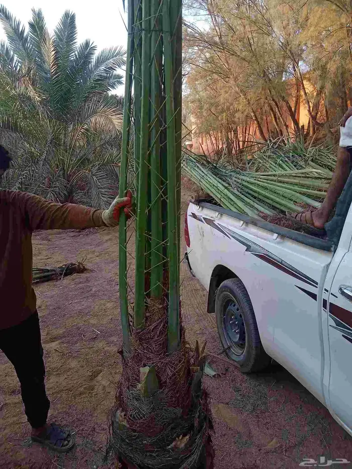 نخل اللبيع 9