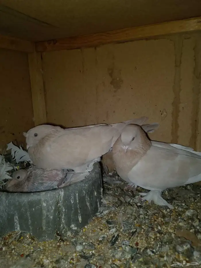 حمام تركي بفرخه 0