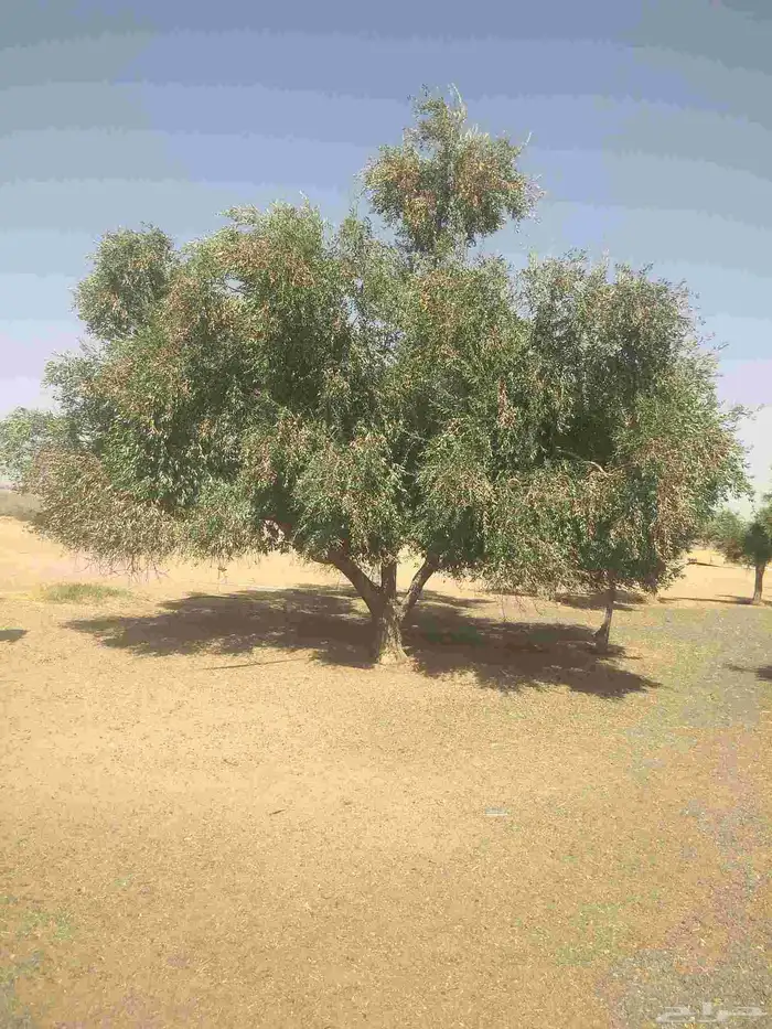 نخيل واشجار وزيتوان 7