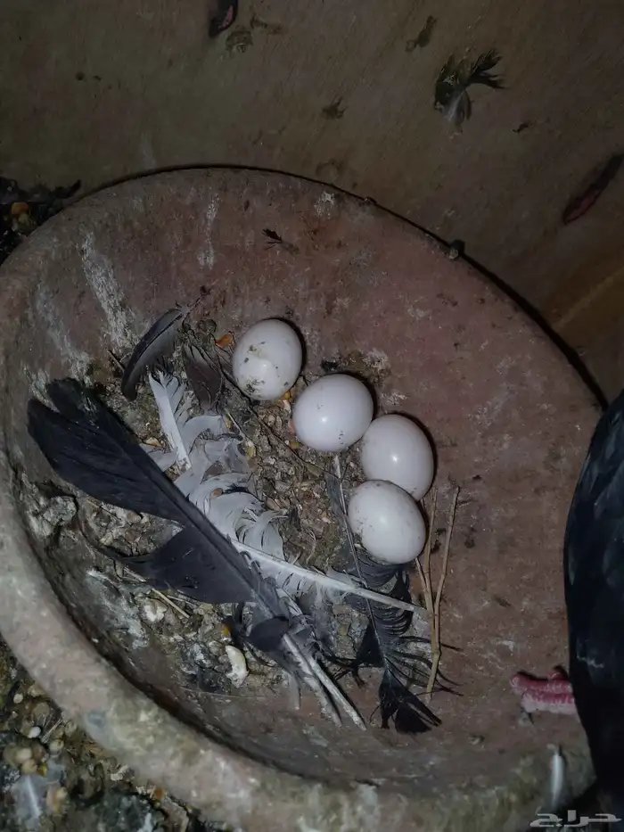حمام قطيفي قلاب كوره ببيضه 0
