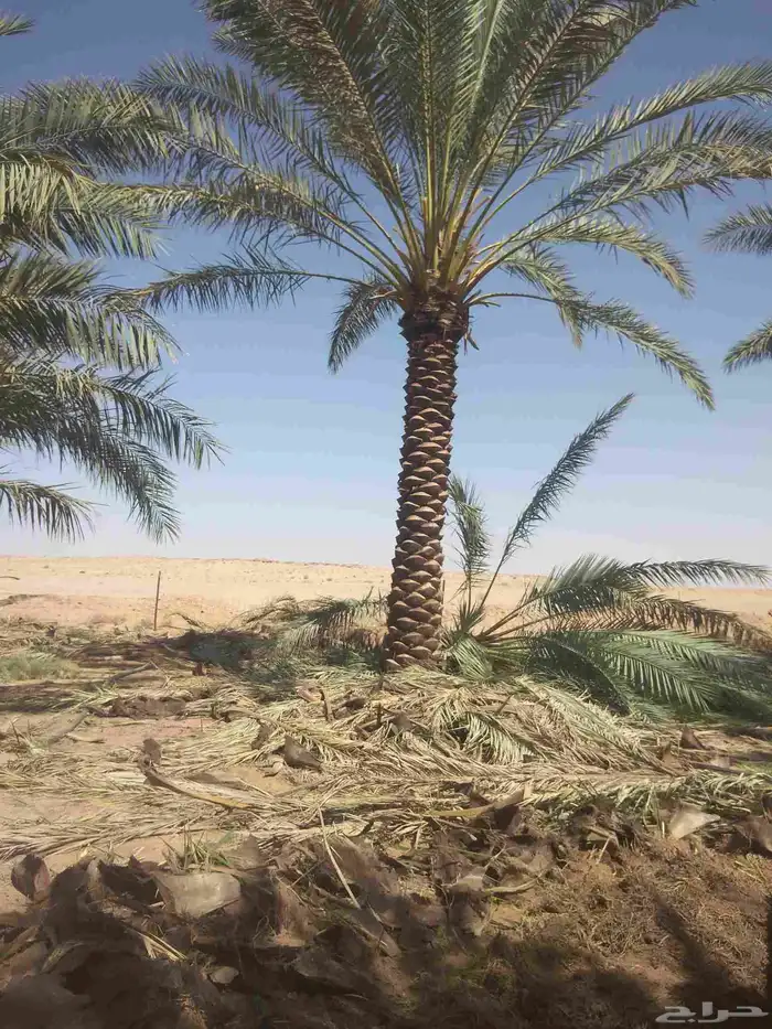 نخيل واشجار وزيتوان 1