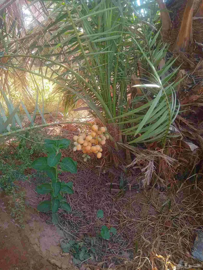 نخل اللبيع 2