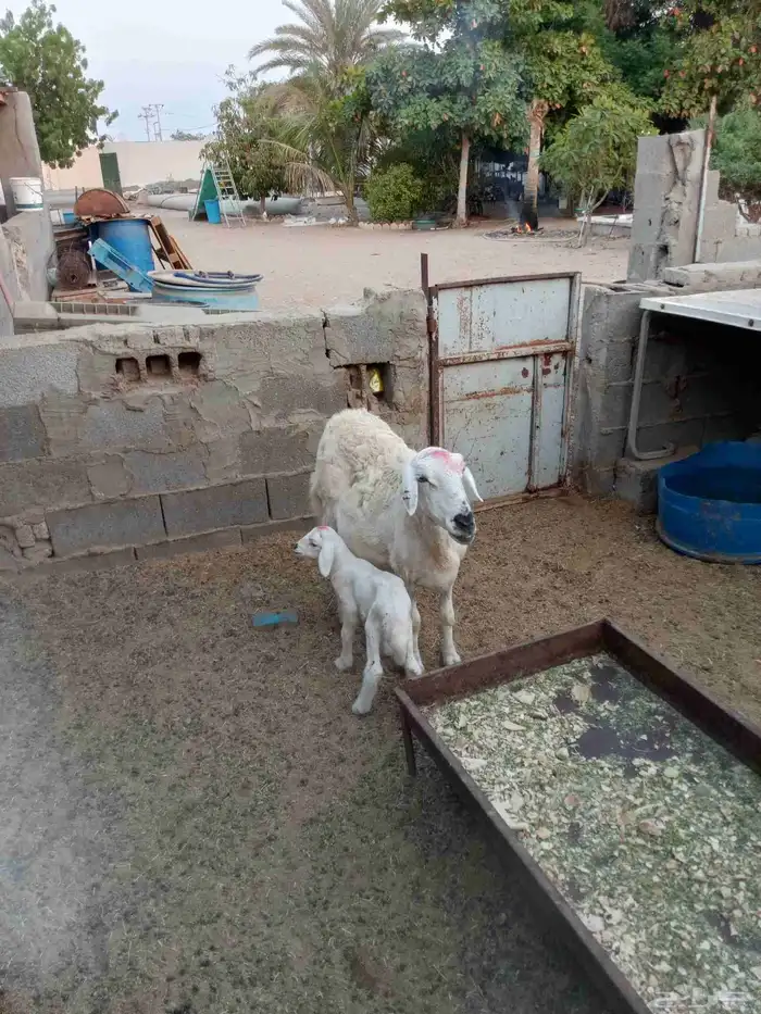 السلام عليكم ورحمت الله وبركاته العرض ضأن تحته طلي 3