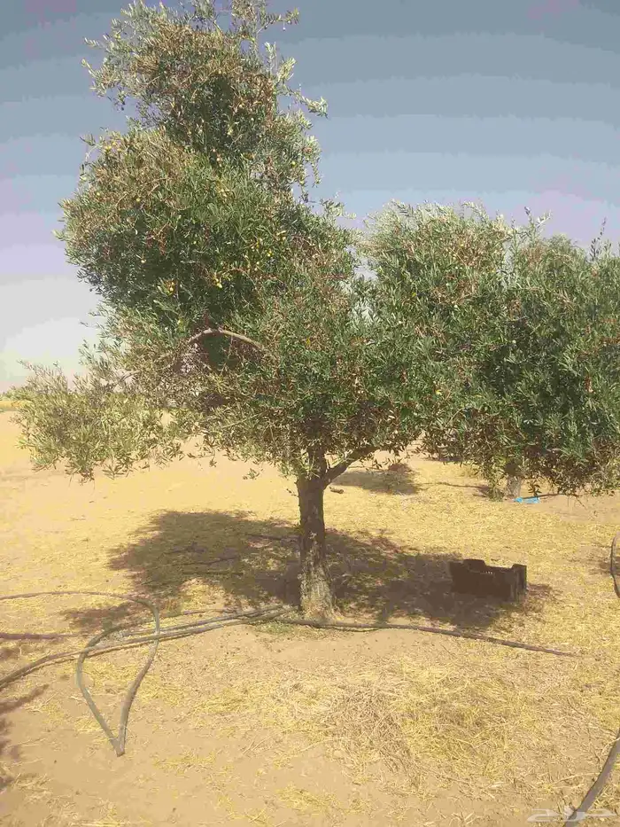 نخيل واشجار وزيتوان 5