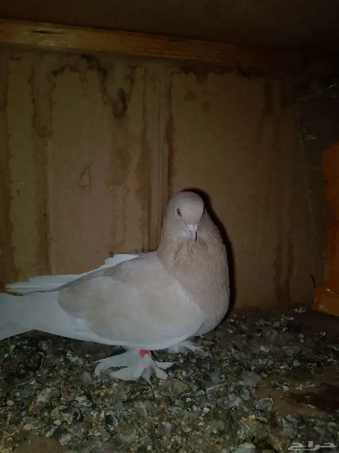 حمام تركي بفرخه 3