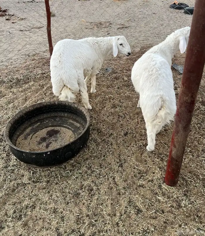 طليان للبيع 0