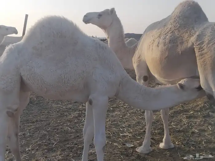 انياق عشاير 1