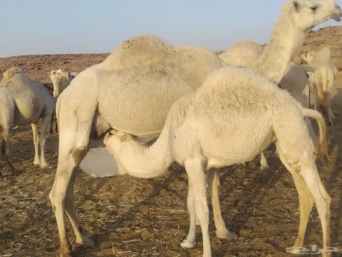 انياق عشاير 5