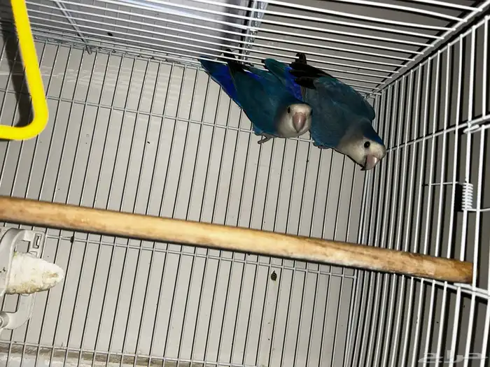 للبيع روز منتج 1