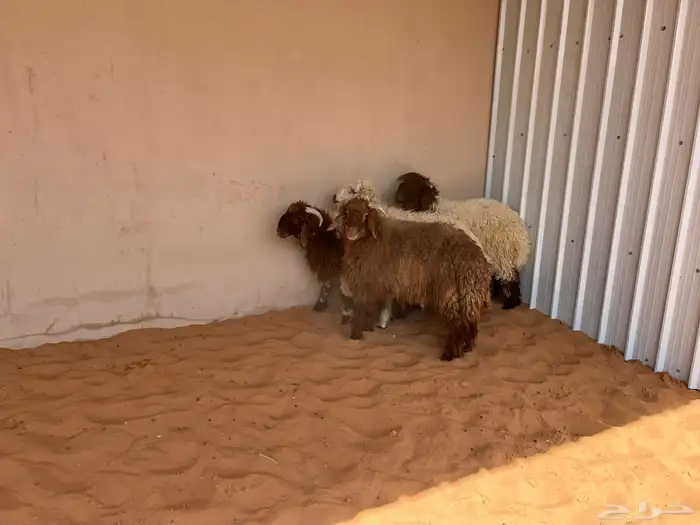 طليان نعيم ذبايح 1