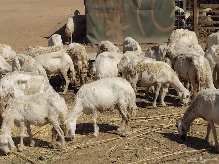 نعاج حريات 2