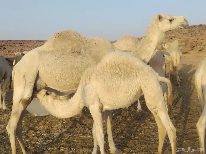 انياق عشاير 4