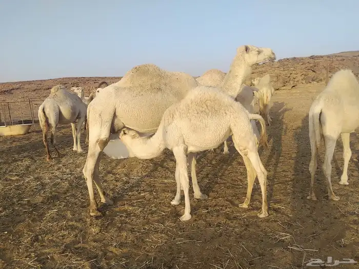 انياق عشاير 3