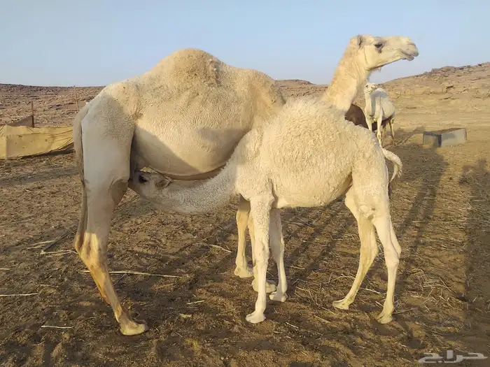 انياق عشاير 11