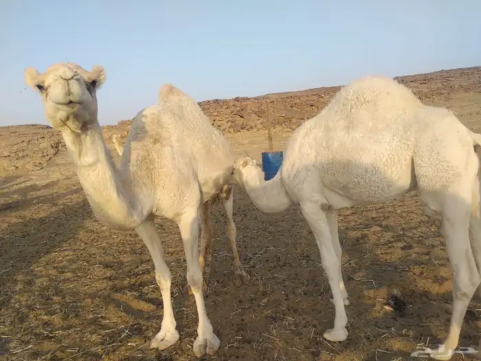 انياق عشاير 2