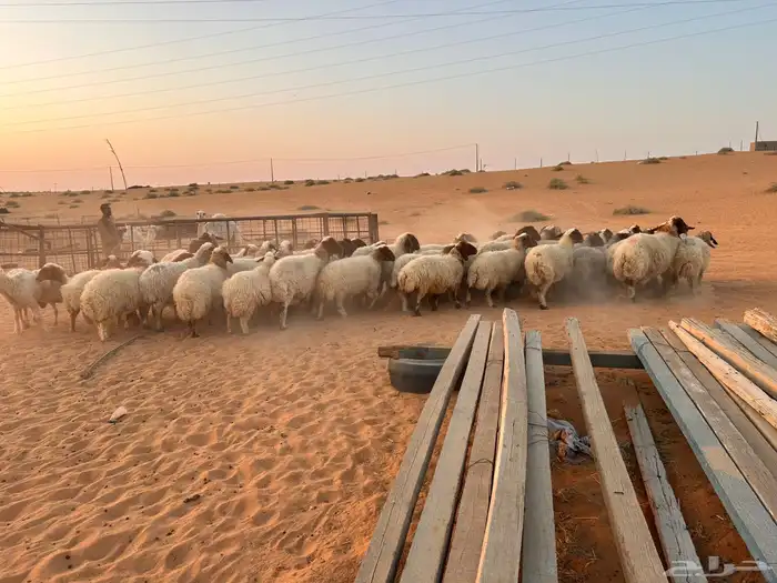 السلام عليكم اعرض لكم معزاء و نعيمي 11