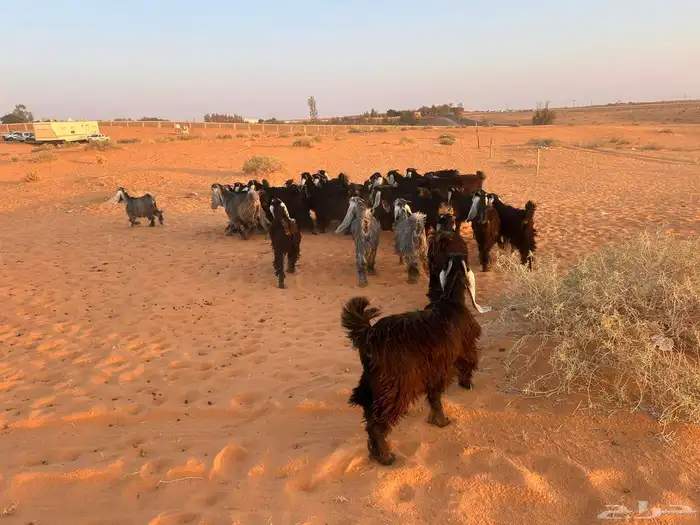 السلام عليكم اعرض لكم معزاء و نعيمي 0