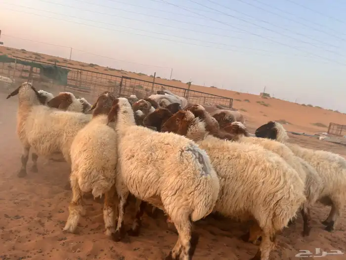 السلام عليكم اعرض لكم معزاء و نعيمي 9