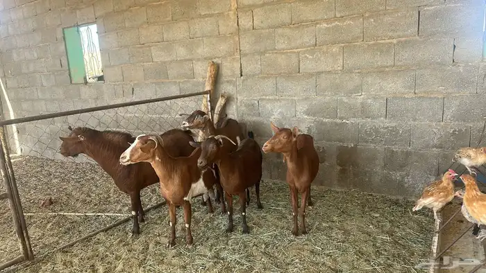 معزا تهاميه 4 دفع وتيس خيبر الجنوب 3