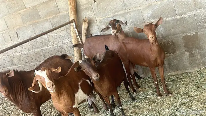 معزا تهاميه 4 دفع وتيس خيبر الجنوب 4
