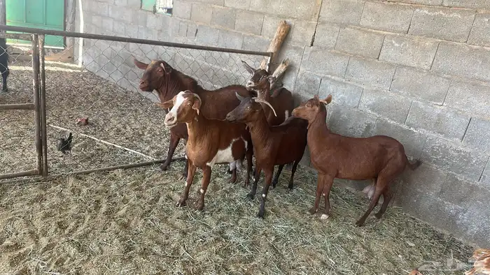 معزا تهاميه 4 دفع وتيس خيبر الجنوب 2
