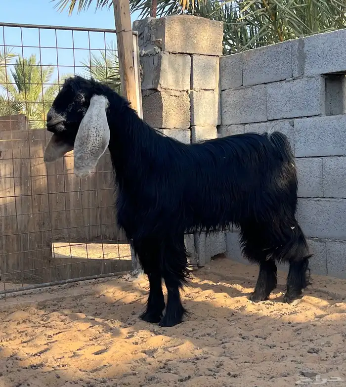 تيس عارضي رباع 0