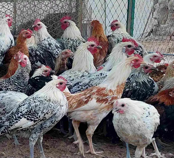 ديوك بلدي - فيومي 0