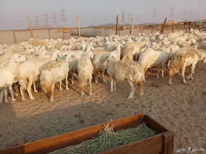 قنم صنف الصنف العدد 150 3