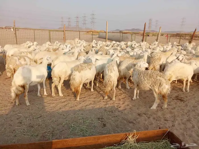 قنم صنف الصنف العدد 150 1