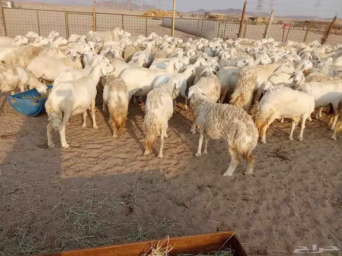 قنم صنف الصنف العدد 150 5