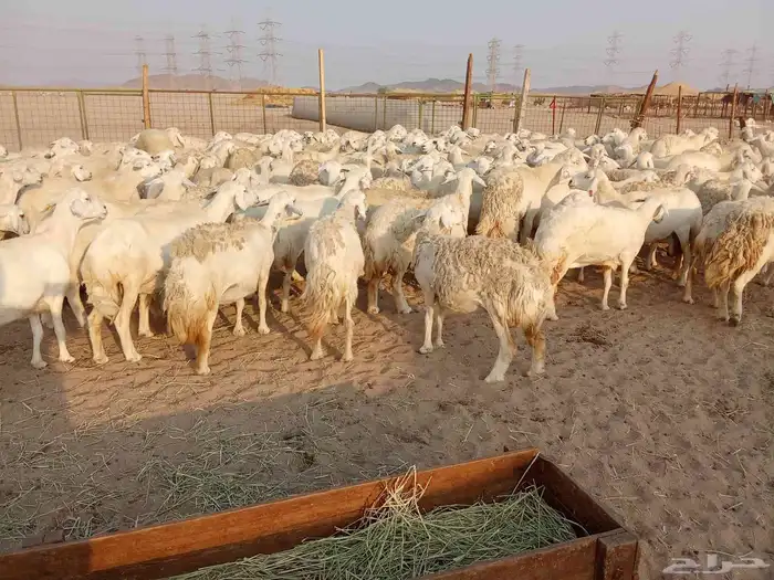 قنم صنف الصنف العدد 150 2