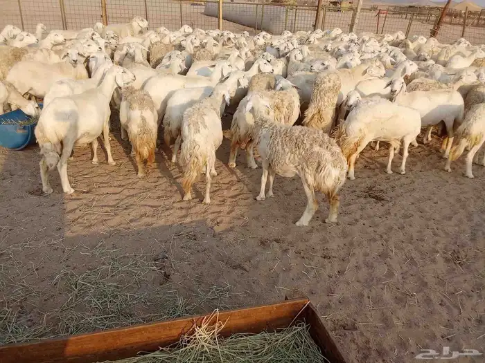 قنم صنف الصنف العدد 150 0