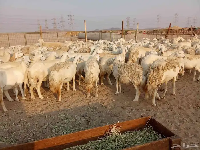 قنم صنف الصنف العدد 150 9