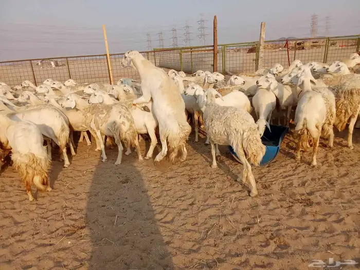 قنم صنف الصنف العدد 150 6