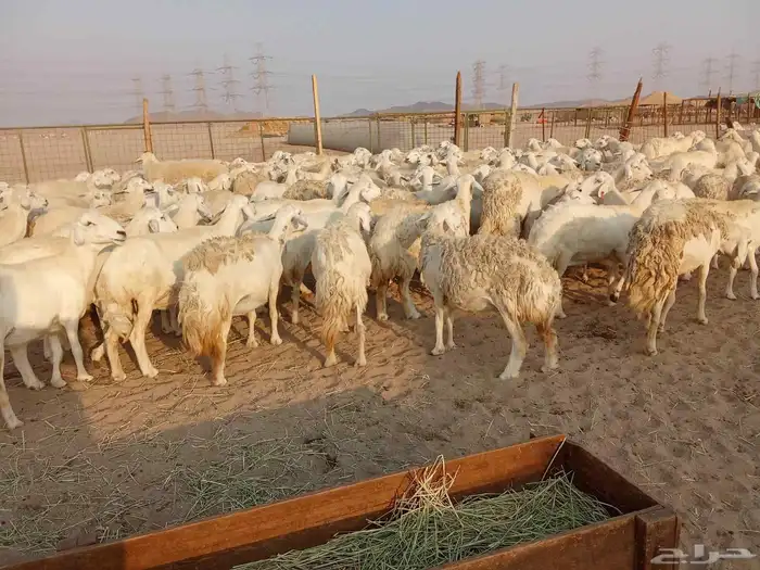 قنم صنف الصنف العدد 150 8