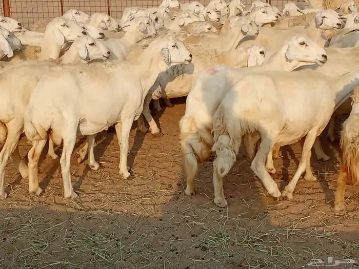 قنم صنف الصنف العدد 150 7