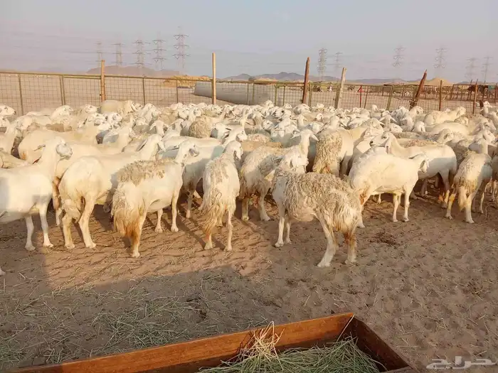 قنم صنف الصنف العدد 150 4