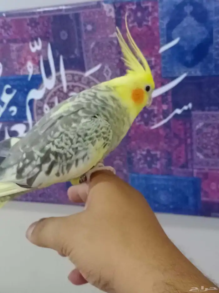 كروان انثى للبيع 0