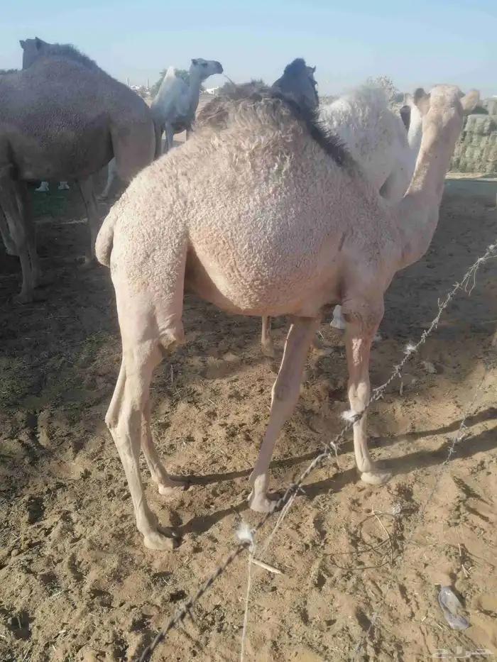 بسم الله والصلاة والسلام على رسول الله للبيع قعود قصب لباني 0