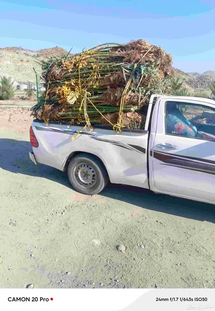 يوجد لدينا نخل للبيع القصيم 2