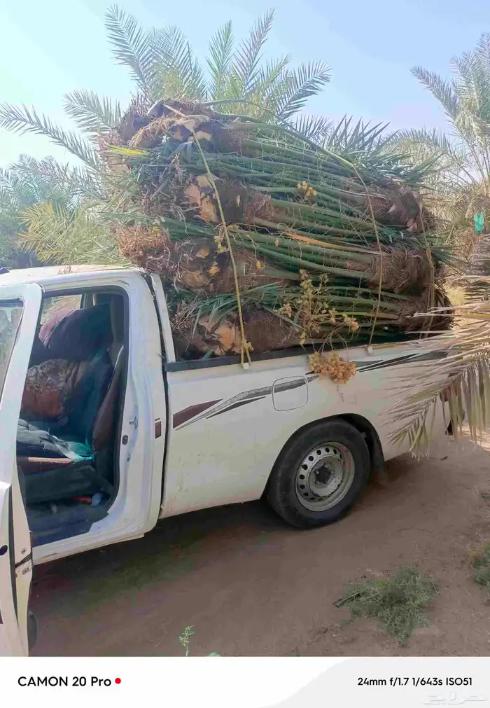 يوجد لدينا نخل للبيع القصيم 1