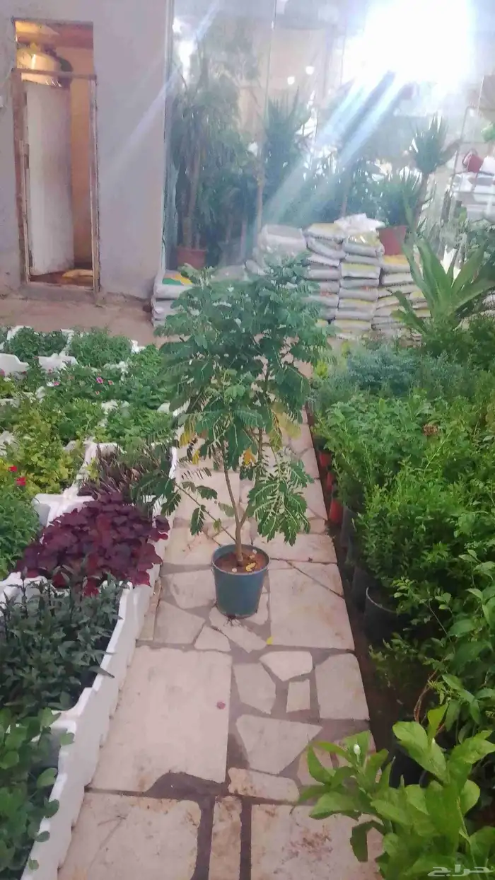 مزارع ومشتل لزراعة الشتلات وترتيب الشجر وبيع الشتلات 7