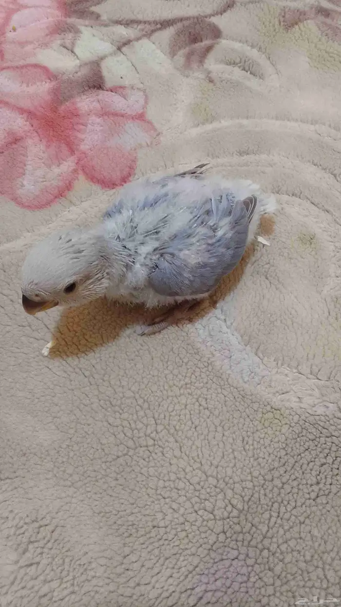 طير روز للبيع 1