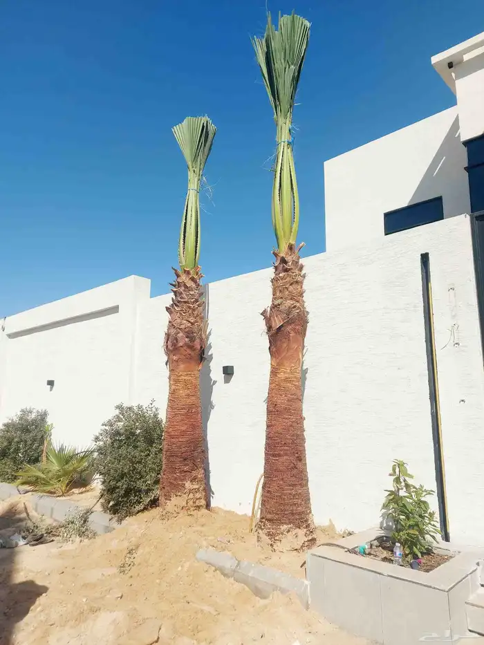 نخل امريكي زينه 2