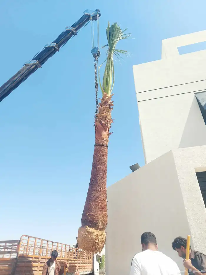 نخل امريكي زينه 7