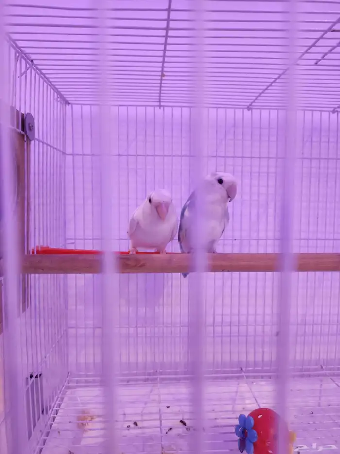 جوز روز منتج شرط 3