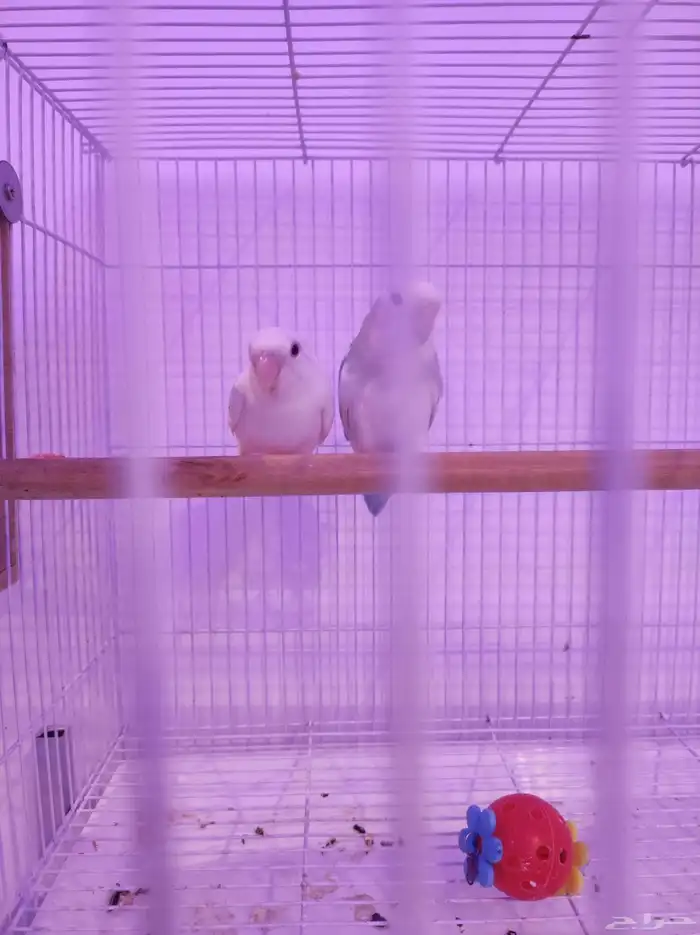 جوز روز منتج شرط 0