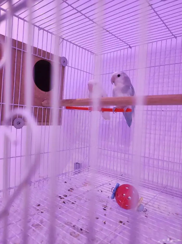 جوز روز منتج شرط 2