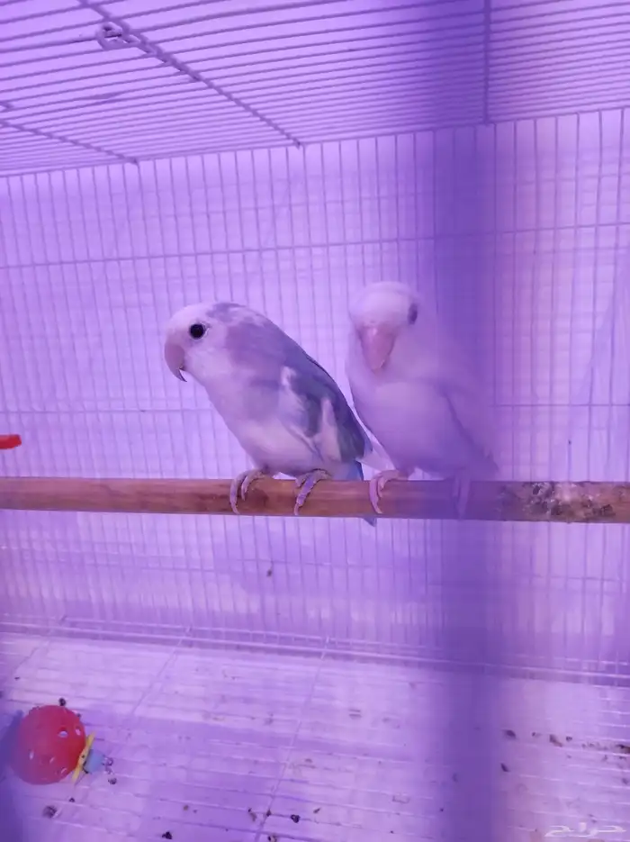 جوز روز منتج شرط 1